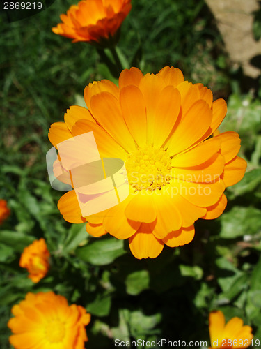 Image of Marigold - Health from nature