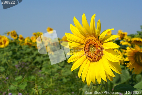 Image of sunflowers