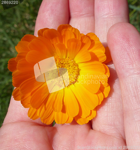 Image of Marigold - Health from nature