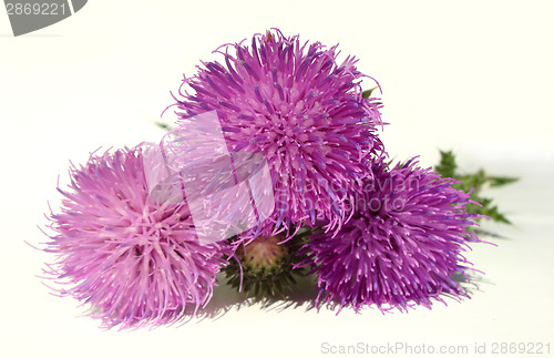 Image of Thistle - Health from nature