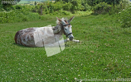 Image of Donkey