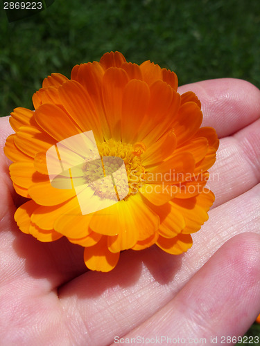 Image of Marigold - Health from nature