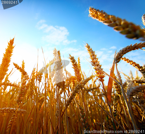 Image of 	golden wheat field and sunset