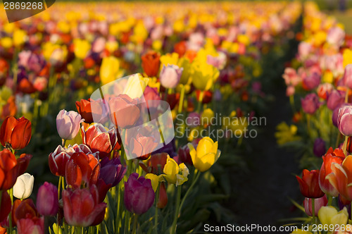 Image of Planting RowColorful Flowers Tulip Producing Farm Agriculture
