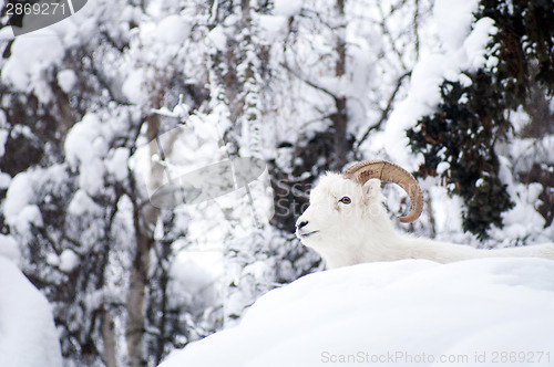 Image of Alaska Native Animal Wildlife Dall Sheep Resting Laying Fresh Sn