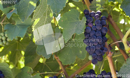 Image of Grapes Clustered Together in Farm Field Horizontal Composition