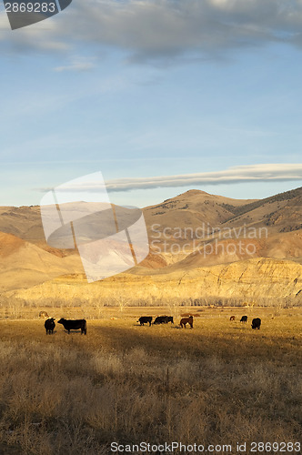 Image of Cattle Grazing Ranch Livestock Farm Animals Western Mountain Lan