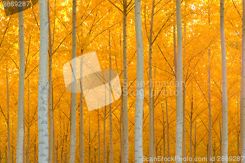 Image of Autumn Stand of Trees Blazing Yellow Autumn Fall Color