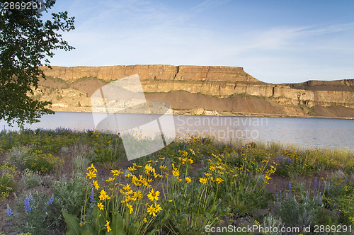 Image of Wildflowers Around Banks Lake Steamboat Rock State Park