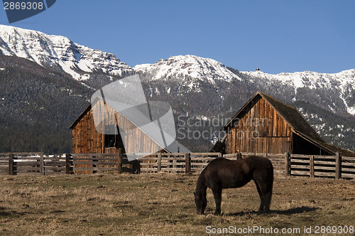 Image of Livestock Horse Grazing Natural Wood Barn Mountain Ranch Winter