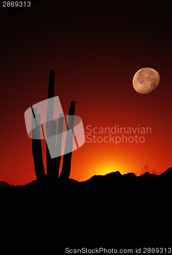 Image of Vertical Composition showing Saguaro Cactus and Full Moon at Sun
