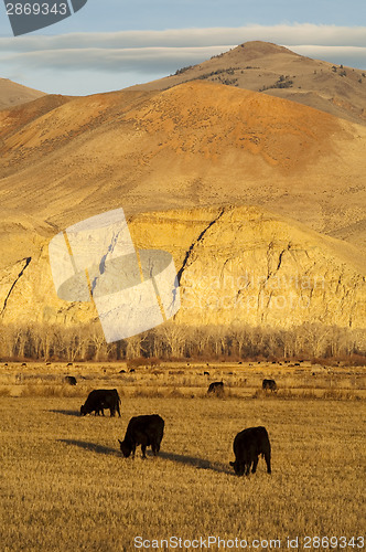 Image of Cattle Grazing Ranch Livestock Farm Animals Western Mountain Lan