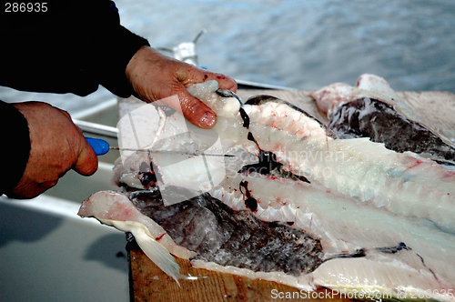 Image of Fisherman