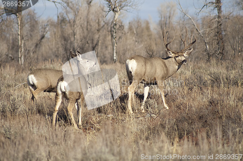 Image of Mule Deer Buck Leading His Female Family Winter Grassland Wildli