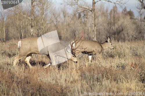 Image of Mule Deer Buck Leading His Female Family Winter Grassland Wildli