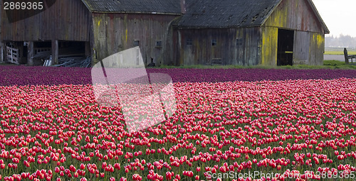 Image of TULIPS AND BARN