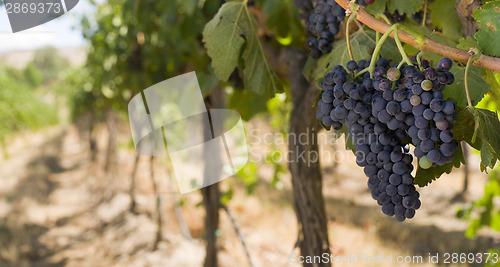 Image of Grapes on the Vine Long Horizontal Row of Sweet Ripe Fruit