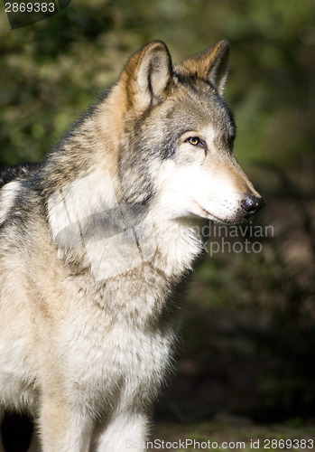Image of Standing Timberwolf Wolf