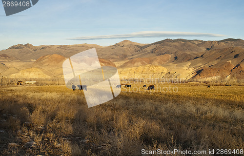 Image of Cattle Grazing Ranch Livestock Farm Animals Western Mountain Lan