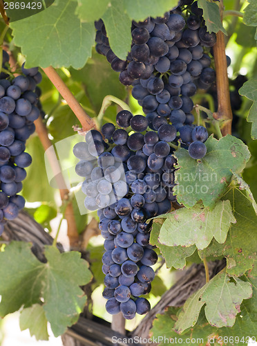 Image of Grapes Clustered Together on Vintners Vine Farm Field