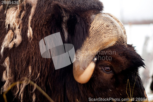 Image of Musk Ox Portrait Wildlife Close up Horns and Eye