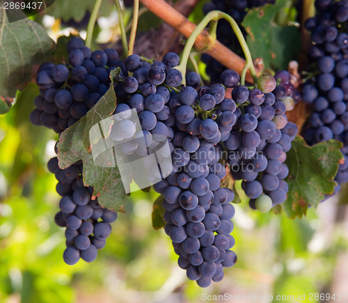 Image of Grape Clusters Lush and Ripe Ready for Harvest in Farmers Vineya