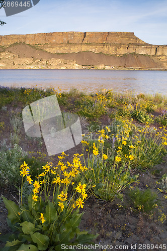 Image of Wildflowers Around Banks Lake Steamboat Rock State Park