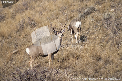 Image of Mule Deer Buck Leading His Female Family Winter Grassland Wildli
