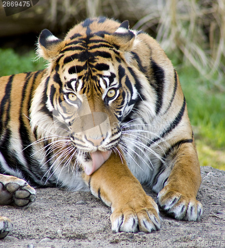 Image of Clean Tiger