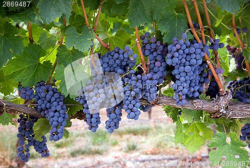 Image of Grapes on the Vine Long Horizontal Row of Sweet Ripe Fruit