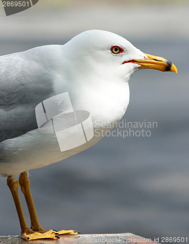 Image of White Seagull in a Close Up Composition Showing Yellow Beak 