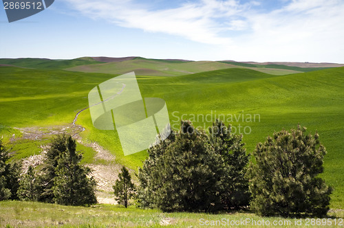 Image of Food Growing Under Blue Sky Farm Field Palouse Country