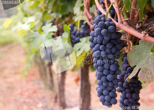 Image of Macro on Row of Grapes Hanging on Vine in Vineyard