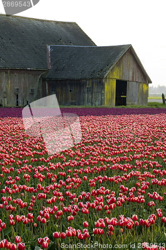 Image of TULIP BARN