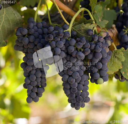 Image of Grapes Clustered Together Still on Vine in Farmers Field