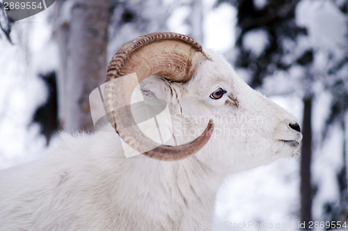 Image of Alaska Native Animal Wildlife Dall Sheep Standing in Fresh Snow