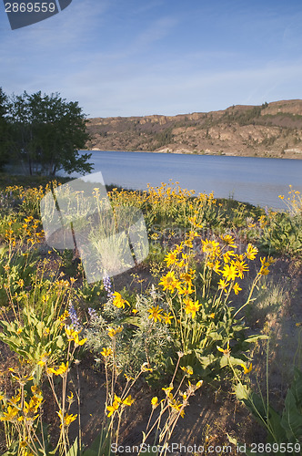 Image of Wildflowers Around Banks Lake Steamboat Rock State Park