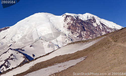 Image of Mt. Rainier from Burroughs Mountain with Large Herd of Goats NMo