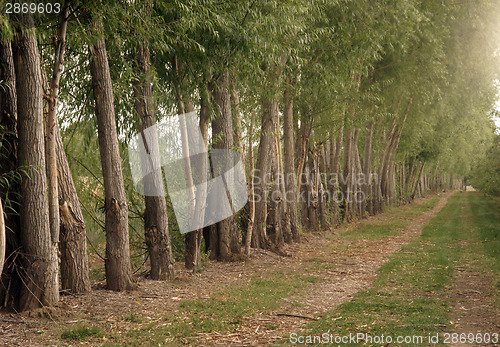 Image of Trees Planted for Protection at the Orchard's Edge on Farm Road