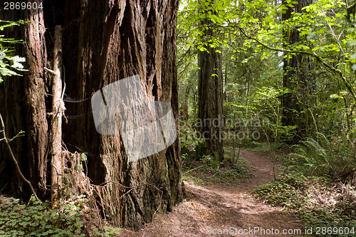 Image of Redwood Path