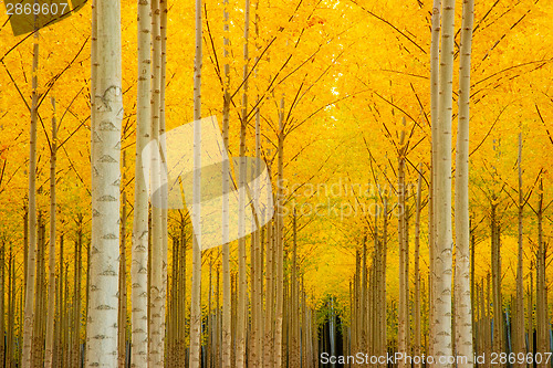 Image of Autumn Stand of Trees Blazing Yellow Autumn Fall Color