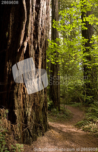 Image of Forest Path
