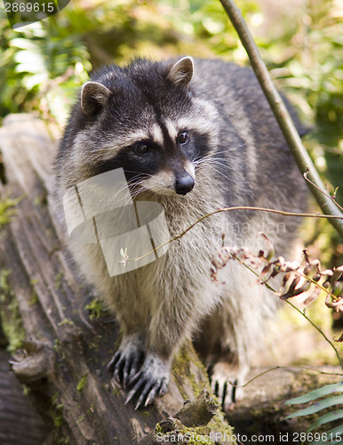 Image of Raccoon on a Rock