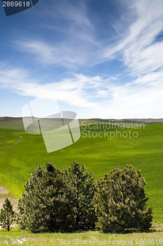Image of Food Growing Under Blue Sky Farm Field Palouse Country