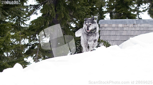 Image of Wolfhound Runs