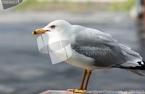 Image of Lone Seagull Close Up on Park Picnic Table