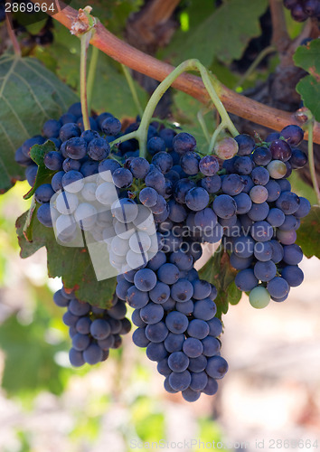 Image of Grape Clusters Vertical Composition Still on Vine Country Vineya