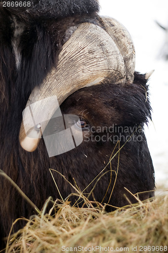 Image of Alaska Animal Musk OX feeds on hay straw vertical composition