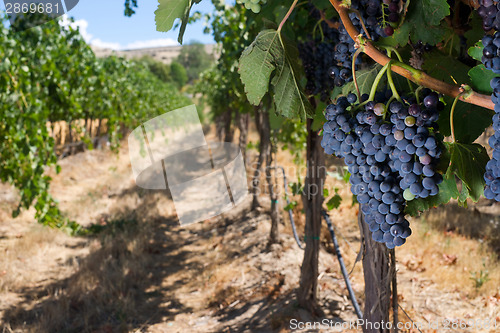 Image of Row of Grapes Producing Vineyard Lush Row Ready to Harvest