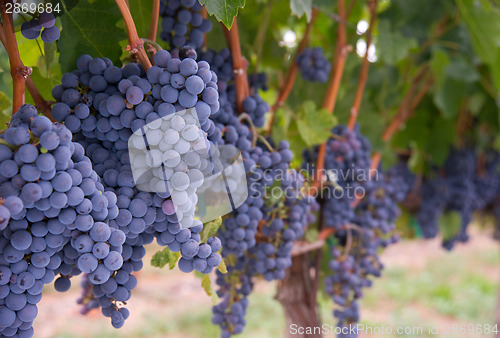 Image of Grapes on the Vine Long Horizontal Row of Sweet Ripe Fruit